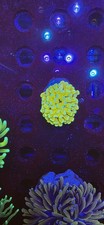 banana Cristata Torch Single head Coral Euphyllia inc p&p