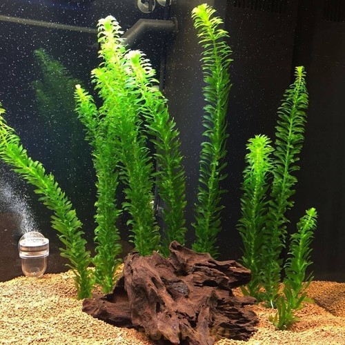 Elodea densa live aquarium - elodea,