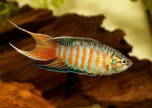 Fish pack blue paradise - 3,