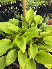 Hosta Holar Early Days   (pot