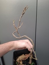 wisteria Bonsai Tree