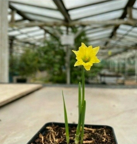 Narcissus cedric morris 7cm - morris',