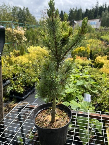 Japanese white pine blue - 'blue, lou'