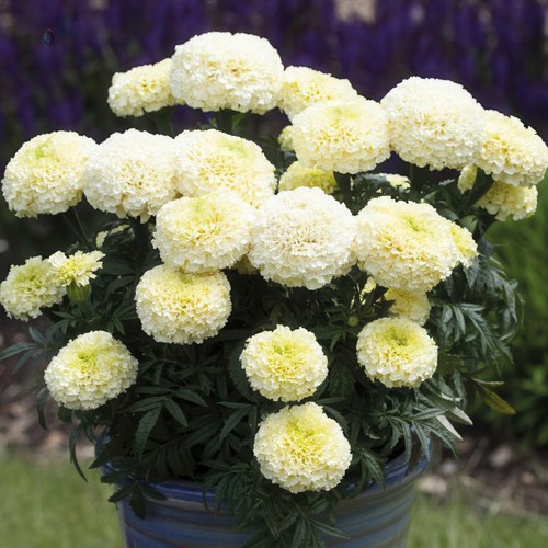 African marigold heleda - marigold,