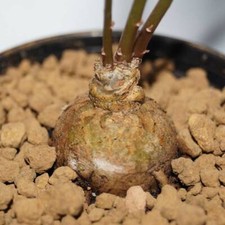 Talinum Caffrum - 10 Seeds -