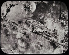 Glass Magic Lantern Slide