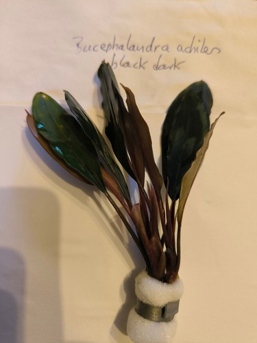 Bucephalandra achiles black - bucephalandra,