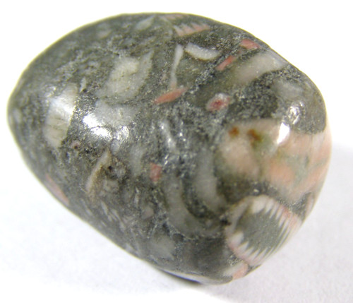 Crinoid fossil tumblestone - crinoid,