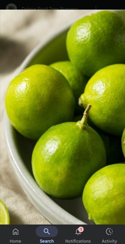 Indian lemon tree kagzi - lemon, tree,kagzi