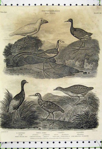 Old antique print 1809 - 1809, birds