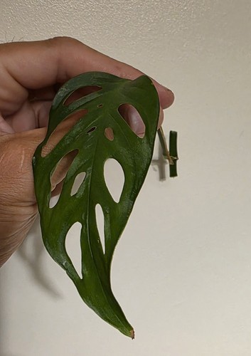 Super rare houseplant - rare,