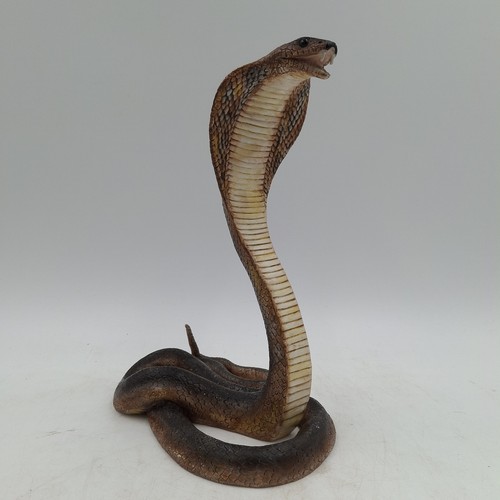 Large king cobra - king,