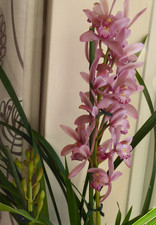 Cymbidium  Orchid Indoor Flowering Live Plant 14cm Pot 66cm tall