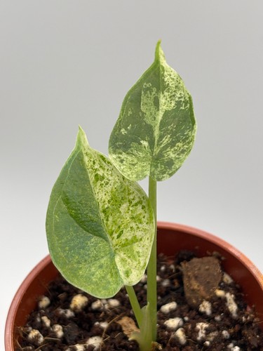 Alocasia dragon scale mint - dragon,