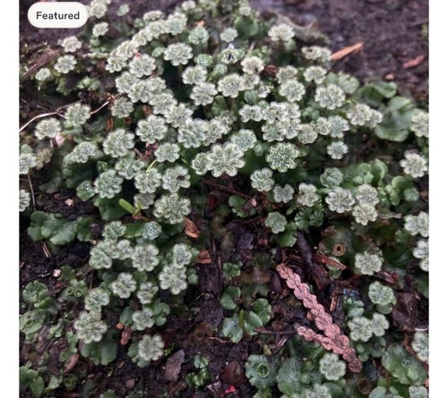 Cultivated umbrella liverwort - cultivated,