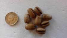 Canary Island Date Palm,  Pineapple Palm, Phoenix canariensis Seeds.
