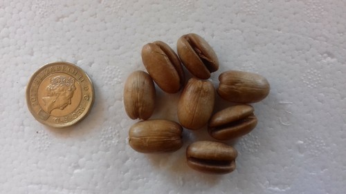 Canary island date palm - canary,