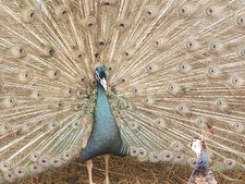 👀🦚 PRE-SALE PEACOCK
