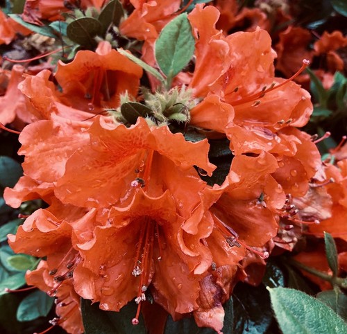 Perfecto mundo orange - mundo,