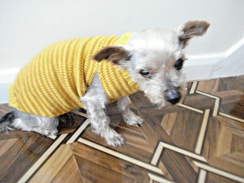 Hand knitted striped dog - knitted,