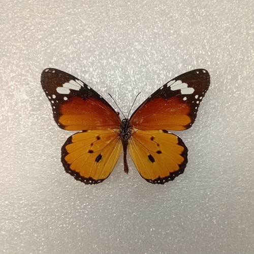 African monarch butterfly - african,