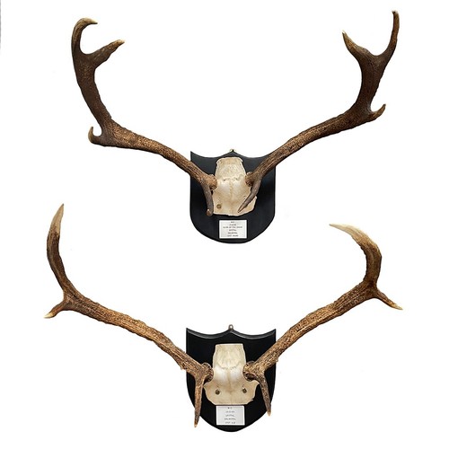 Two pairs scottish - two, of
