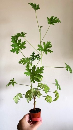 Pelargonium westerlund rose - pelargonium,