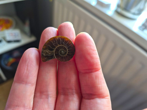 Small ammonite fossil - ammonite,