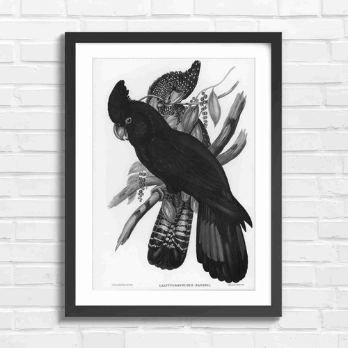 Vintage black cockatoo bird - vintage,