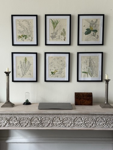 Antique set botanical - antique,