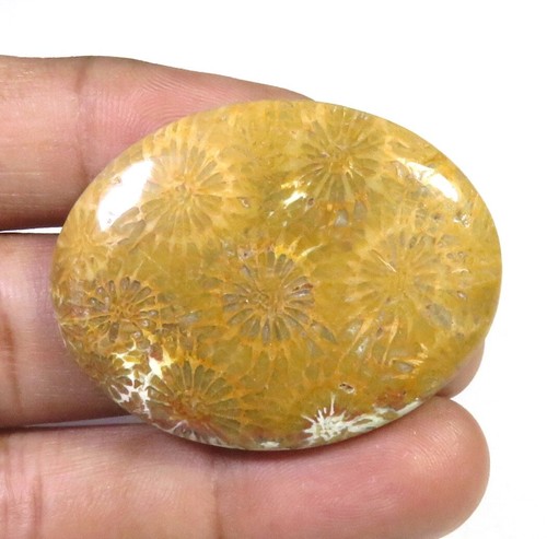 Natural fossil coral - oval, cabs