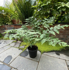 Male fern plant large root - plant,