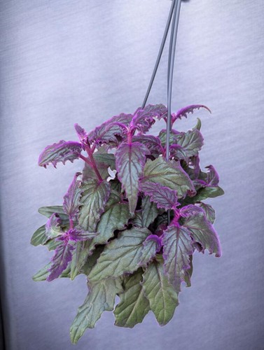 Gynura purple passion - purple, passion-