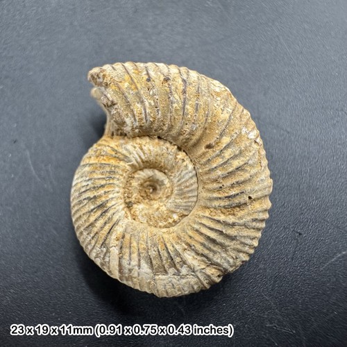 Perisphinctes ammonite fossil
