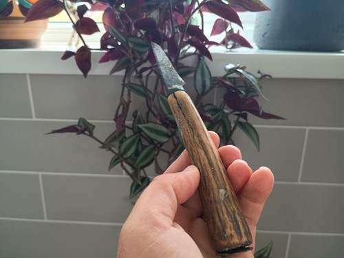 Antique stag antler pruning - antler,