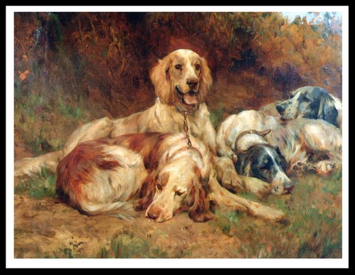 English setter dogs lovely - dogs, dog