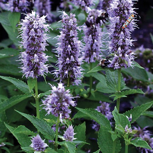 Agastache blue fortune giant - blue,