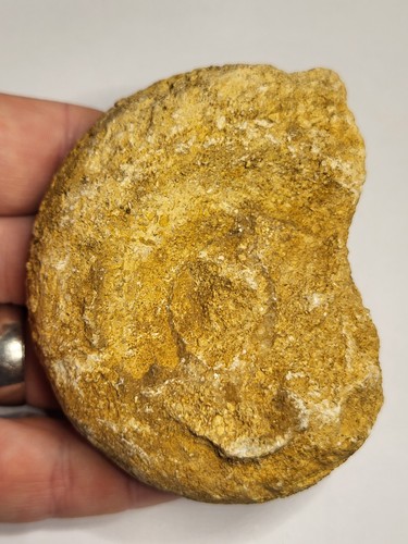 Faringdon fossil sponge lower - sponge,