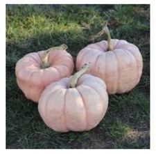 Porcelain Doll Pumpkin Seeds - Large Pink Pumpkins  - 10 seeds - Rare. 