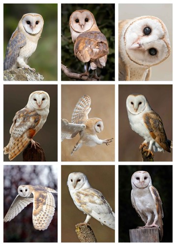 Barn owl birds poster print - barn,