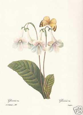 Twist fruit gloxinia - twist,