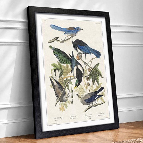 Magpie crow jay birds - birds, john