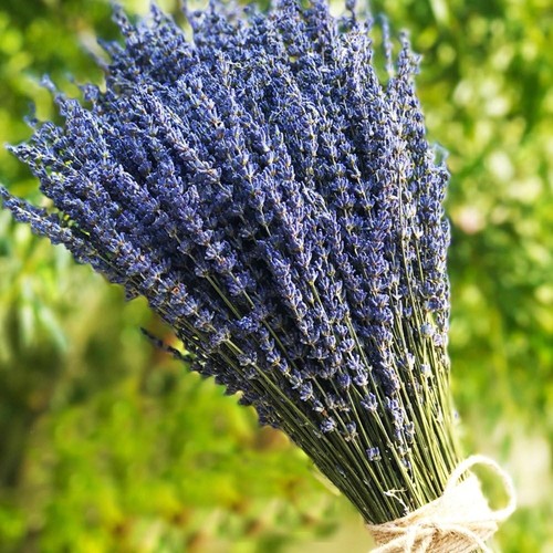 Tooget dried lavender - lavender, bundles