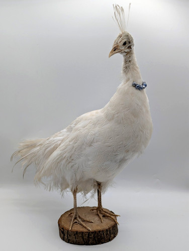 Gorgeous taxidermy albino - gorgeous,