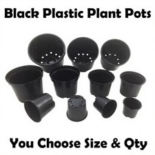 Commercial black plant - commercial,