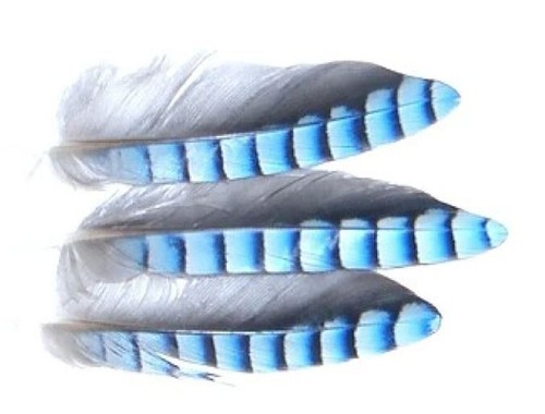 Blue jay hackles - jay, feathers