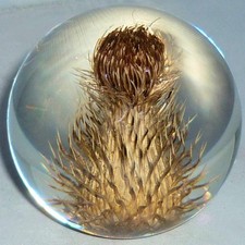 VINTAGE RETRO HAFOD GRANGE LUCITE REAL TEASEL THISTLE FLOWER PAPERWEIGHT