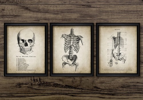 Human anatomy print - human,
