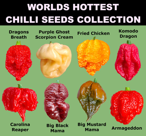Worlds hottest chilli 55 - hottest,