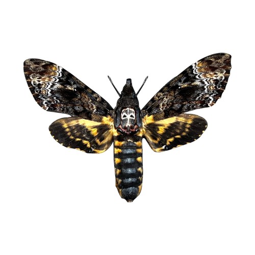 Vinatimes death head moth - vinatimes,